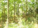 1.5 hectares, 45 golden crowns of arable land for sale in Channnaparton