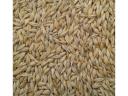 Feed barley for sale