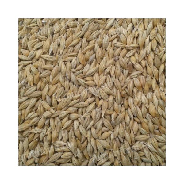 Feed barley for sale