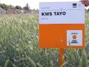 Semințe hibride de secară KWS (sigilate cu metal)
