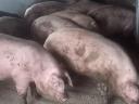 Pigs, fatteners for sale