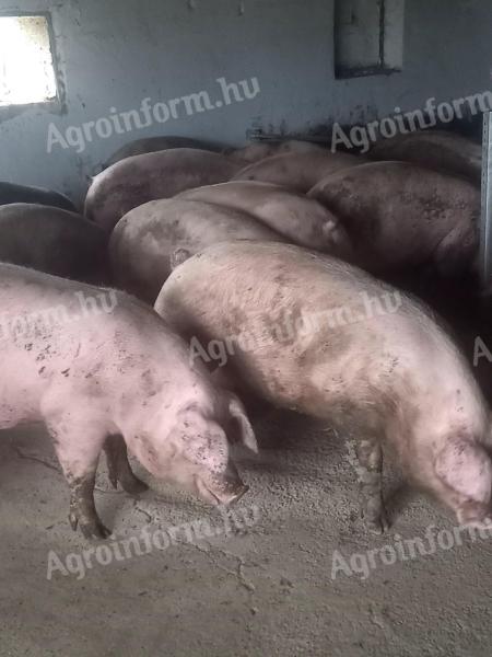 Pigs, fatteners for sale