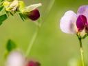 Buy autumn pea seeds