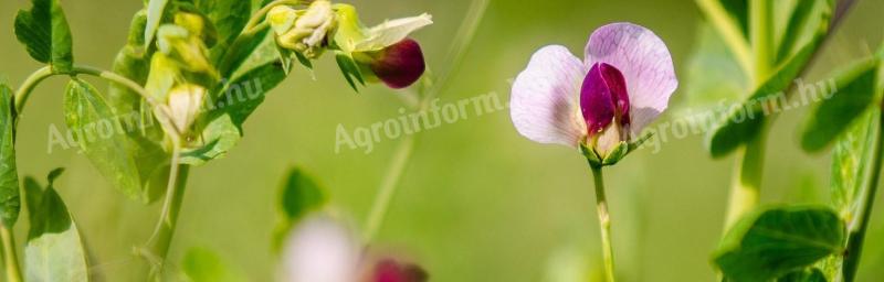 Buy autumn pea seeds