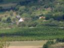 Job opportunities in vineyards, wineries in the Balaton highlands