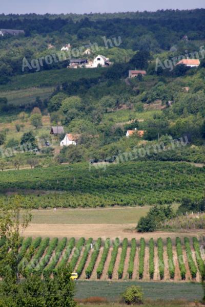 Job opportunities in vineyards, wineries in the Balaton highlands