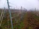 Job opportunities in vineyards, wineries in the Balaton highlands