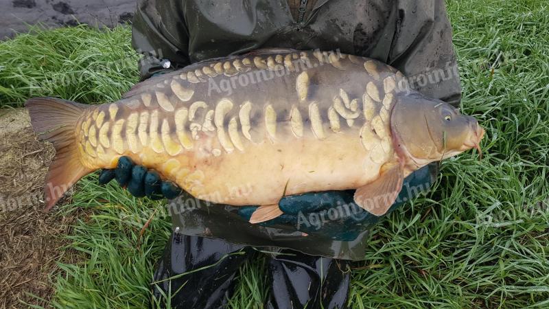 Extra size carp for sale: 8-10 kg 2500 Ft and 10-15 kg 4000 Ft