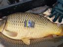 Extra size carp for sale: 8-10 kg 2500 Ft and 10-15 kg 4000 Ft