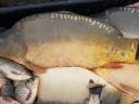 Extra size carp for sale: 8-10 kg 2500 Ft and 10-15 kg 4000 Ft