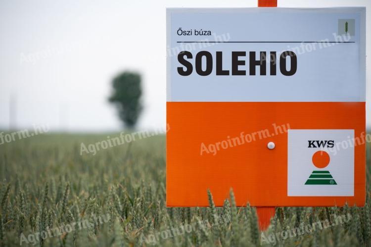 KWS Solehio metal-locked wheat seed