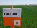 KWS Solehio metal-locked wheat seed