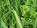 vetch-rye mixture