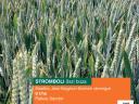 KWS Stromboli metal-stored wheat