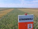 KWS Stromboli metal-stored wheat