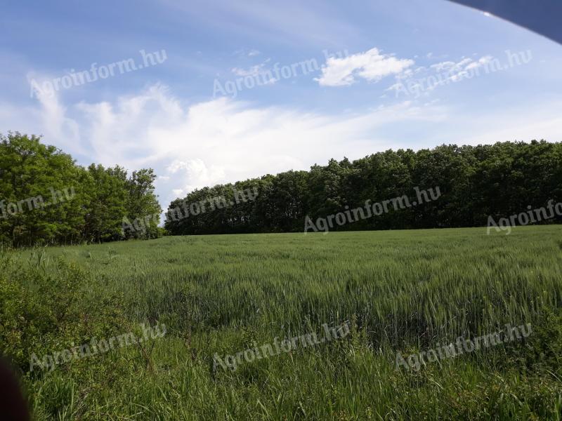 Eladó Erdő Natura 2000