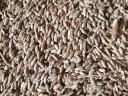 Rye vetch for sale