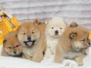 Csau-csau puppys chow chow puppys