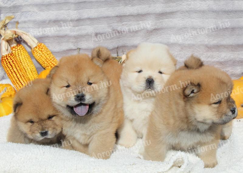 Csau-csau puppys chow chow puppys