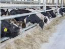 Posao voditelja smjene na farmi mliječnih krava