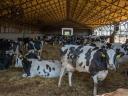 Posao voditelja smjene na farmi mliječnih krava