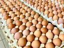 Friss tanyasi étkezési és fertőtlenített tojások