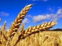 Пшеница на продају