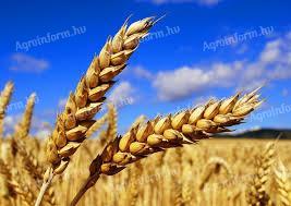 Пшеница на продају