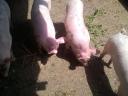 Four electoral piglets for sale