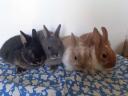 Dwarf rabbit Dutch, lion-headed, hanging-eared rabbit basket available as a gift
