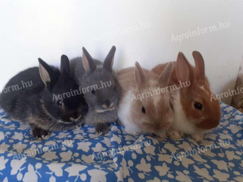 Dwarf rabbit Dutch, lion-headed, hanging-eared rabbit basket available as a gift