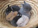 Dwarf rabbit Dutch, lion-headed, hanging-eared rabbit basket available as a gift