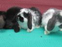 Dwarf rabbit Dutch, lion-headed, hanging-eared rabbit basket available as a gift