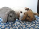 Dwarf rabbit Dutch, lion-headed, hanging-eared rabbit basket available as a gift