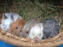 Dwarf rabbit Dutch, lion-headed, hanging-eared rabbit basket available as a gift
