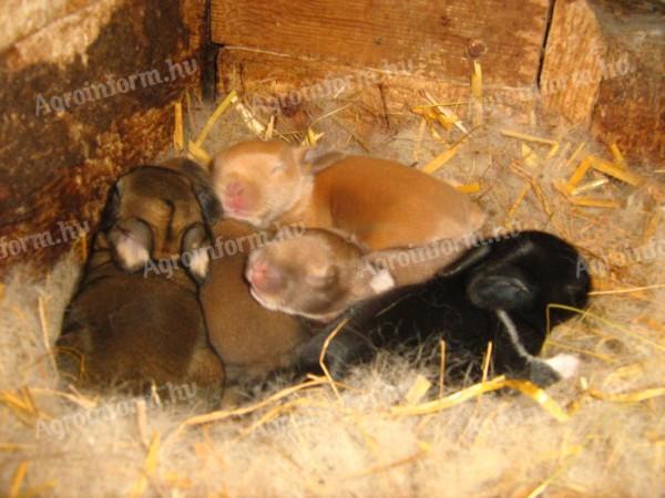 Патуљасте холандске боје, мини играчка, висеће уши, корпа на продају