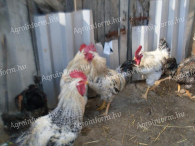 Rooster for sale