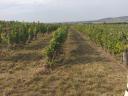 Jól termő szőlőskert Tokaj-Hegyalján