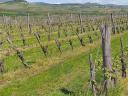 Jól termő szőlőskert Tokaj-Hegyalján