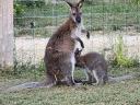 Cuki benett kenguru máshol ugrálna