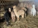 Alpaca lepo žrebiček išče novega lastnika