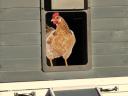 New, automatic, light-sensing hen door for sale with free delivery