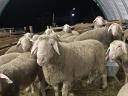 Prodajem Landschaf merino ovnove i džinse