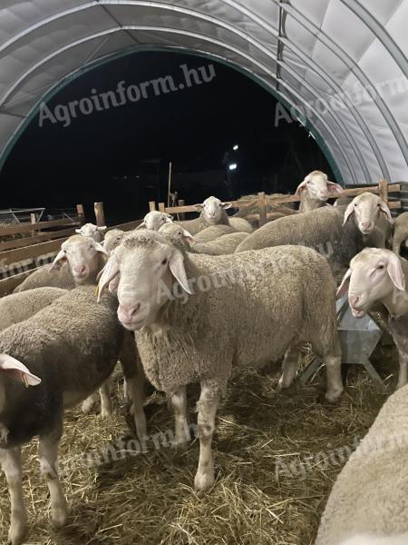 Prodajem Landschaf merino ovnove i džinse