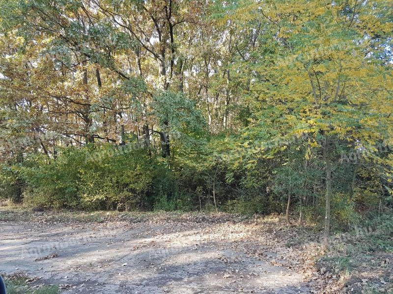 175 hectares of 25-year-old forest, primarily consisting of oak and poplar