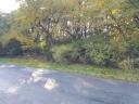 175 hectares of 25-year-old forest, primarily consisting of oak and poplar