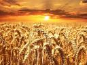 I am looking to buy wheat for improvement