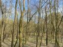 10,2 ha (Akazie, Schwarzkiefer) Wald zu verkaufen