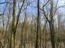 10,2 ha (Akazie, Schwarzkiefer) Wald zu verkaufen