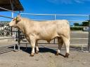 Breeding bull support - Charolais breeding bull for sale